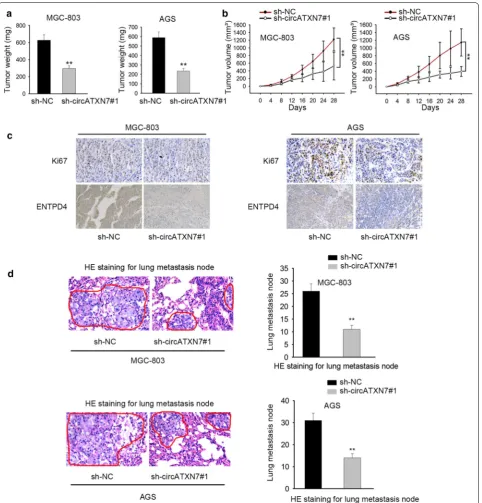 Fig. 6 CircATXN7 contributed to tumor growth of GC. a Tumor weight was analyzed at the end point
