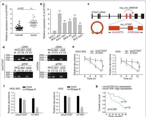 Fig. 1 The expression and characteristics of circATXN7 in GC. detected by qRT-PCR. line (GES-1) was detected