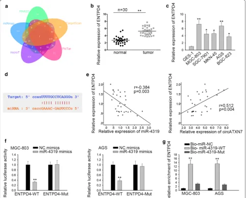 Fig. 4 ENTPD4 was confirmed as a target gene of miR-4319. a The target gene of miR-4319 was shown via Venn diagram