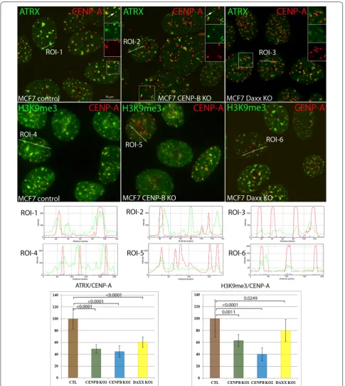 Fig. 6 CENP-B and Daxx knockout reduce levels of ATRX and H3K9me3 at centromeres. Top: Representative images of MCF7 control (left column), CENP-B knockout (middle column), Daxx knockout (right column)