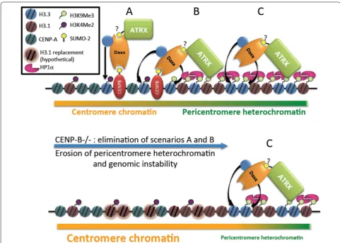 Fig. 7 Model of CENP-B/Daxx-mediated loading of H3.3 for centromere/pericentromere chromatin balance