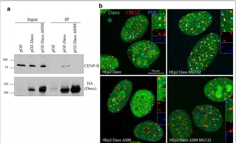 Fig. 2 SUMO interaction domains (SIMs) of Daxx are required for CENP-B interaction and centromeres targeting