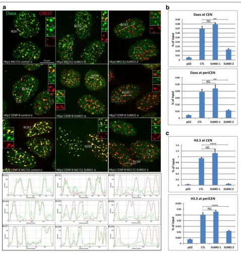 Fig. 4 Targeting of Daxx and H3.3 at centromeres is SUMO-2 dependent. tive images of HEp2 cells treated with MG132 (upper row) and FLAG-HA-CENP-B expressing HEp2 cells (untreated, middle row and MG132 treated, bottom row)
