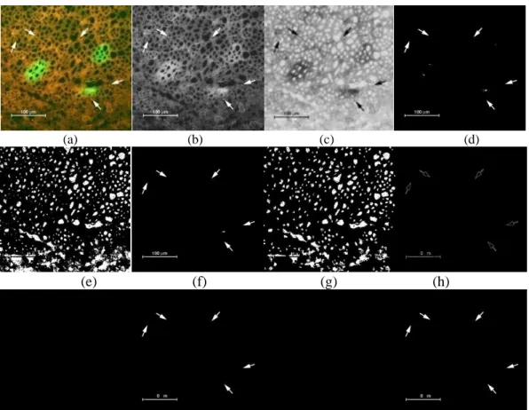 Figure 4. Object segmentation example. (a) Original image (Adapted from (Li, 2003)). (b)  Grayscale image