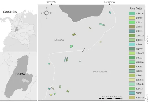 Figure 2.1: Location map of the rice fields used for training and validationin the Saldaa region.