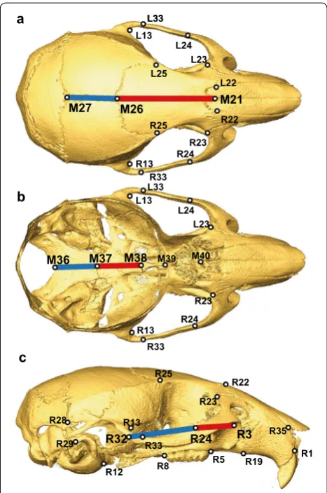 Fig. 2 Linear distances for analysis. Pairs of linear distances that were tested for a negative correlation within CC founder/F1 and DO samples, plotted between previously defined craniofacial landmarks [16]