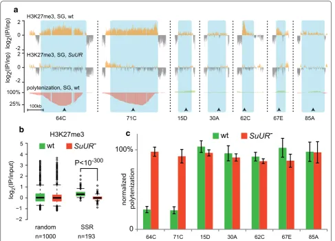 Fig. 1 SuUR mutation affects H3K27me3 level independently from local under-replication