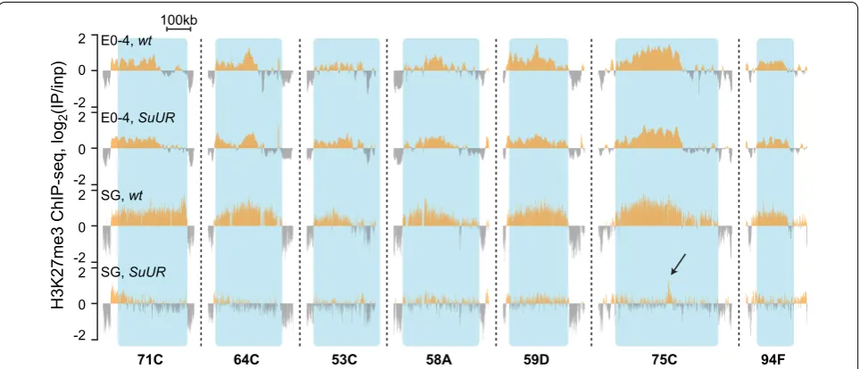 Fig. 2 H3K27me3 profile is unaffected by SuUR mutation in early embryos. Examples of H3K27me3 profiles in some SSRs, in 0–4-h embryos and in salivary glands of wild type strain and SuUR mutants