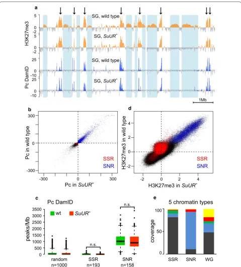 Fig. 3 SSRs are devoid of Pc protein while SNRs represent PRC1 domains. inp) values. Pc DamID profiles are presented as  logFDR glands of wild type strain and in ing to SSRs and SNRs in Kc167 cells show characteristic distribution of chromatin types accord