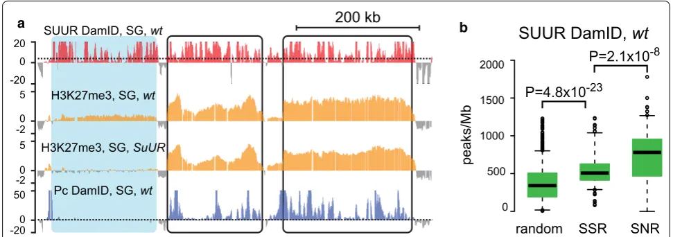 Fig. 4 Both SSRs and SNRs contain SUUR protein. profiles are presented as  logenrichment