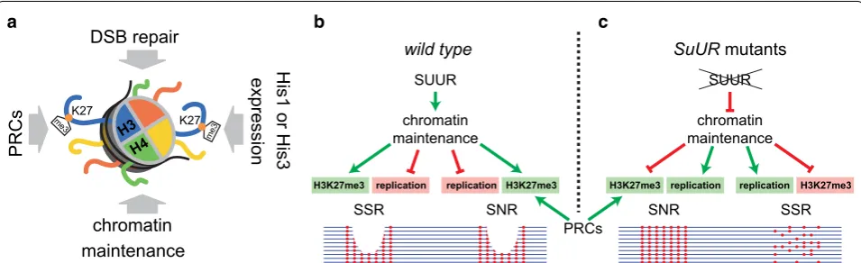 Fig. 6 Scheme explaining the effects of SUUR on H3K27me3 maintenance and under-replication in polytene chromosomes