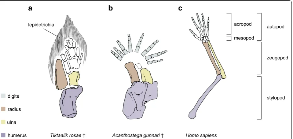 Fig. 1 Fin-to-limb transition involved a suite of anatomical changes including loss of dermal fin rays and the acquisition of digits