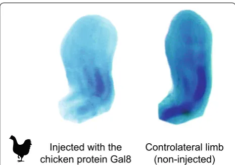 Fig. 2 Experimental manipulation of Gal8 affects zeugopod, stylo-pod, and autopod development in the avian wing
