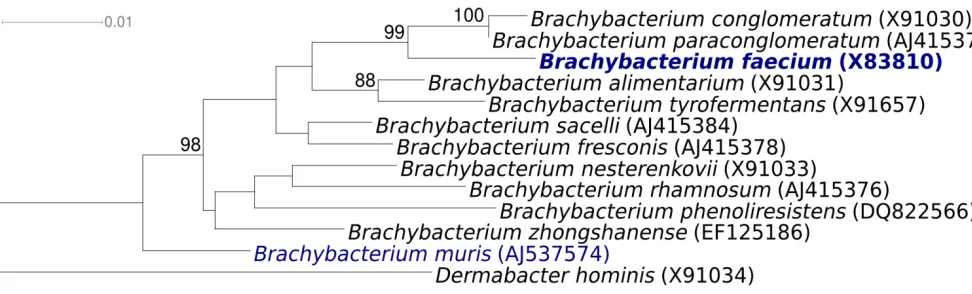 Figure 1 shows the phylogenetic neighborhood of B. faecium strain Schefferle 6-10T in a 16S rRNA based tree