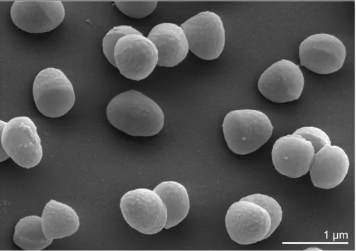 Figure 2. Scanning electron micrograph of B. faecium Schefferle 6-10T 