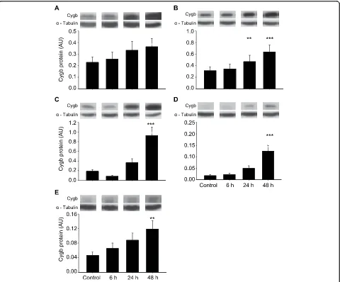 Figure 2 Cygb protein expression in human GBM cellsarbitrary units (AU), and representative blots are shown
