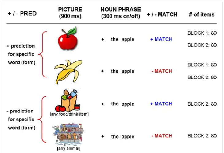 Fig 1. Figure adapted from Dikker et al. (2011). The four condition in Dikker et al. (2011) are shown for the target word "apple"