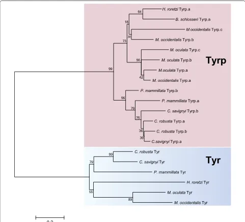 Fig. 1 Tyrosinase family evolution in tunicates. Maximum likelihood phylogeny of Tyrosinase members available in databases: The numbers at the branches represent the replicates come out employing ML method