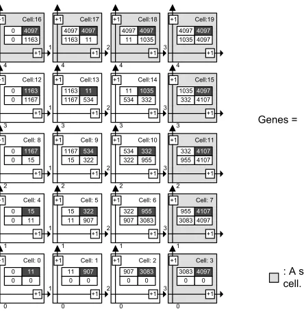 Figure 7. Embryonic array after cellular division and cellular differentiation.