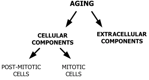 Figure 1. Component aging in higher eukaryotic organisms [4].