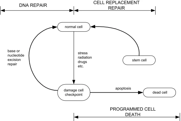 Figure 2. Alternatives for dealing with damaged postmitotic cells [4].