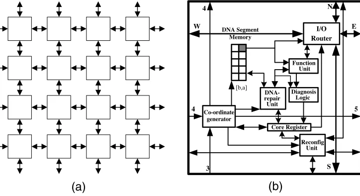 Figure 3. (a) Multicellular organization. (b) Embryonic cell.