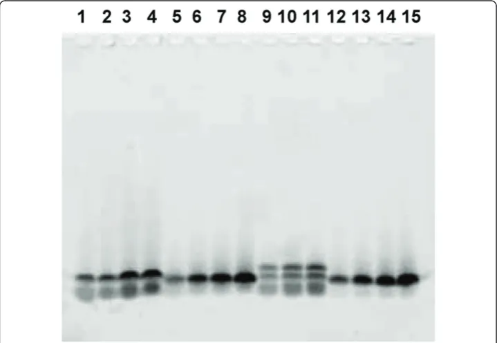 Figure 1 Standardization of a mini SDS-PAGE gel system capable of resolving Cy3-labeled knownand synthetic peptides, loaded in increasing amounts