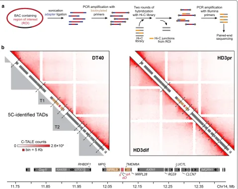 Fig. 4 High-resolution C-TALE-identified TAD profile around AgGD. ing reads in the C-TALE dataset, binned at a 5 Kb resolution and iteratively corrected