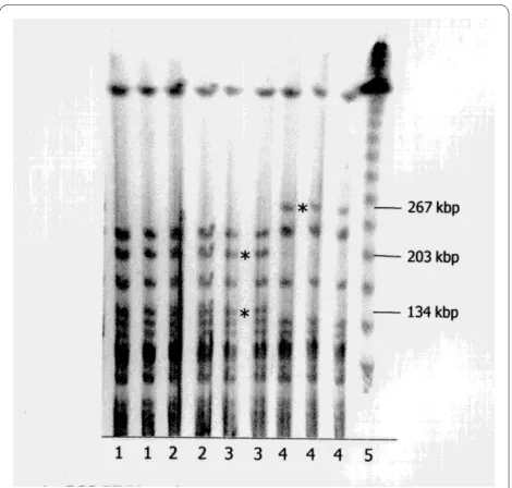 Figure 1 Genotypic characterization of different BCG strains as analyzed by PFGE. Lane 1-2: RIVM strain, Lane 3-4: TICE strain, lane 5-6: Connaught strain, 7-9: S4-Jena strain