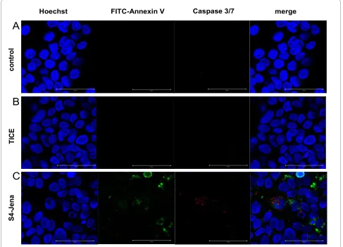 Figure 5 Apoptotic cell death in Cal29 cells infected with BCG. Cal29 cells were infected with BCG TICE (B) or S4-Jena (C) strain compared to un-infected control cells (A) for 24 h