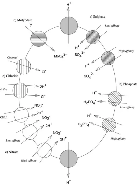 Fig. 1.Types of plant root cell transport protein potentially involved in 99Tc uptake by plants.