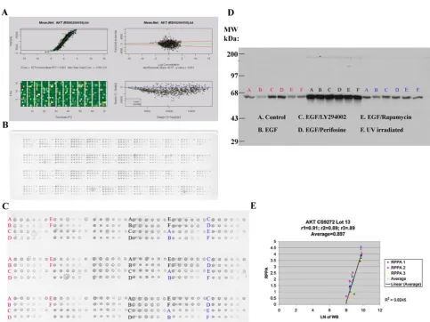 Fig. 1 a Akt andserine 473 (Aktp473,western blotting (Aktp473 were quantified and correlated (RPPA, each lysate was arrayed in five serial 2-fold dilutions onnitrocellulose slides (with increasing dilution fromslide for each lysate as shown inline lysate) 