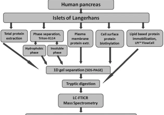 Fig. 1 Schematic presentationof the workflow for the analysisof proteins from human pancre-atic islets in this study