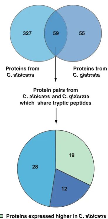 Fig. 4 Proteins identified indiagramobtained for 59 protein orthologs. (intensities of these shared peptides, abundances of these proteinsbetween two organisms were calculated