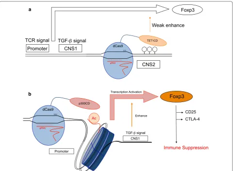 Fig. 7 Model of epigenome editing in primary T cells. a dCas9-TET1CD demethylates the Foxp3 CNS2 locus and enhances Foxp3 expression weakly