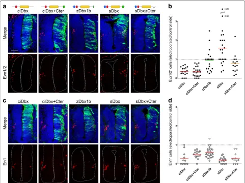Fig. 6 In vivo function of Dbx1 from different species. cant). the average for each condition, and statistical significance is In ovo electroporation experiments using plasmids encoding Dbx homologs from Ciona (ciDbx), Saccoglossus (sDbx), Zebrafish (zDbx1