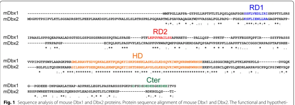 Fig. 1 Sequence analysis of mouse Dbx1 and Dbx2 proteins. Protein sequence alignment of mouse Dbx1 and Dbx2