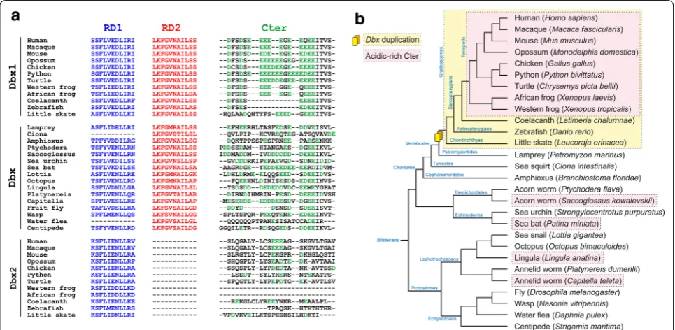 Fig. 3 Multiple alignment of the functional domains in the Dbx protein family. netic tree of the species used in tion occurred in the common ancestor to all gnathostomes