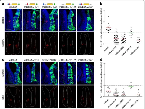 Fig. 5 Function of Dbx1 domains in vivo. cated. (a, c Cryosections of chick spinal cord electroporated with plasmids encoding mDbx1, mDbx1∆RD1, mDbx1∆RD2, mDbx1∆RD1/2 or mDbx1∆Cter and subjected to DAPI (blue), GFP (green) and either Evx1/2 (a) or En1 (c) 