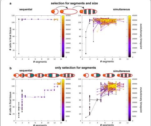 Fig. 7 The order of evolutionary events differs between simulations with and without selection for axial extension (persistent signal, no CCS)