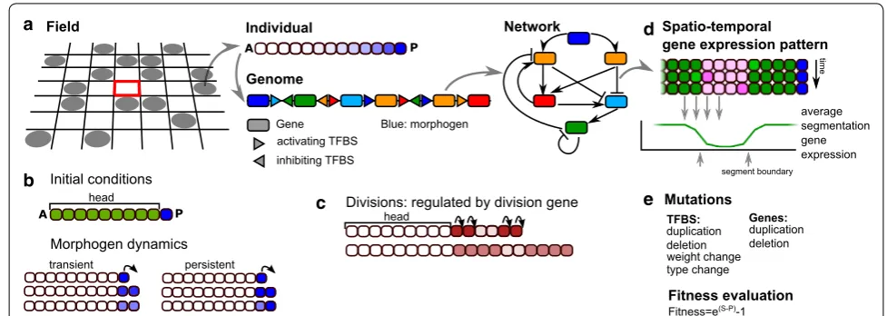 Fig. 1 Overview of the model. a The developing individuals live on a 2D lattice. Each individual consists of a row of cells