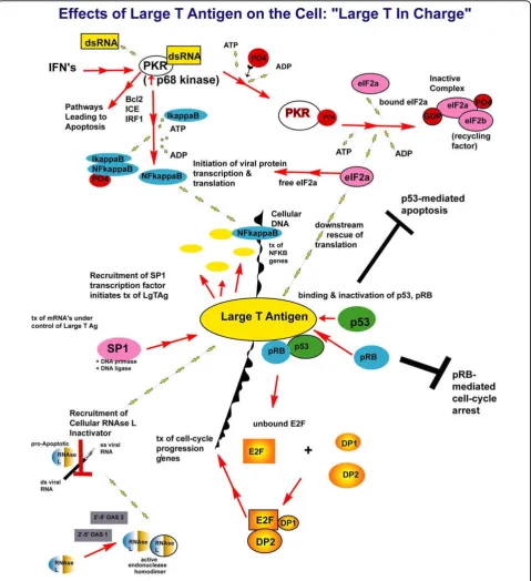 Figure 5 Tag binds to and inactivates many host proteins, especially p53 and pRB. Binding blocks pRB-mediated cell-cycle arrest and p53-mediated apoptosis