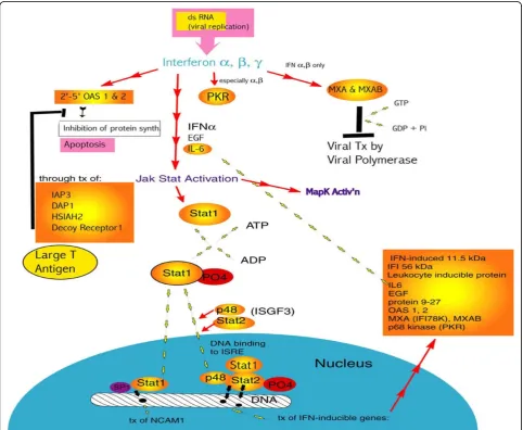 Figure 6 How the presence of virus acts on innate immune system components, i.e. interferons, activating the Jak-Stat pathwayDouble-stranded RNA, the product of viral replication, is recognized by interferons a, b, and g and they in turn (especially a and 