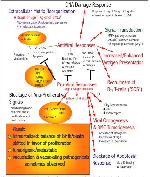 Figure 7 3-MC treatment of SV40-immortalized cells induced pro- (mediated by Tag) and anti- (mediated by innate immune system)This resulted in a shift of the balance of birth and death toward proliferation, development of a tumorigenic/metastatic phenotype