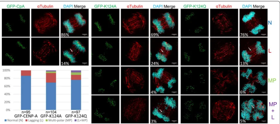 Fig. 6 K124A/Q mutant cells have higher rates of mitotic defects compared to wild‑type CENP‑A