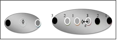 Figure 3 shows the spatial sensitivity (photon density) profile of the single standard probe and the triple differ- ential probe