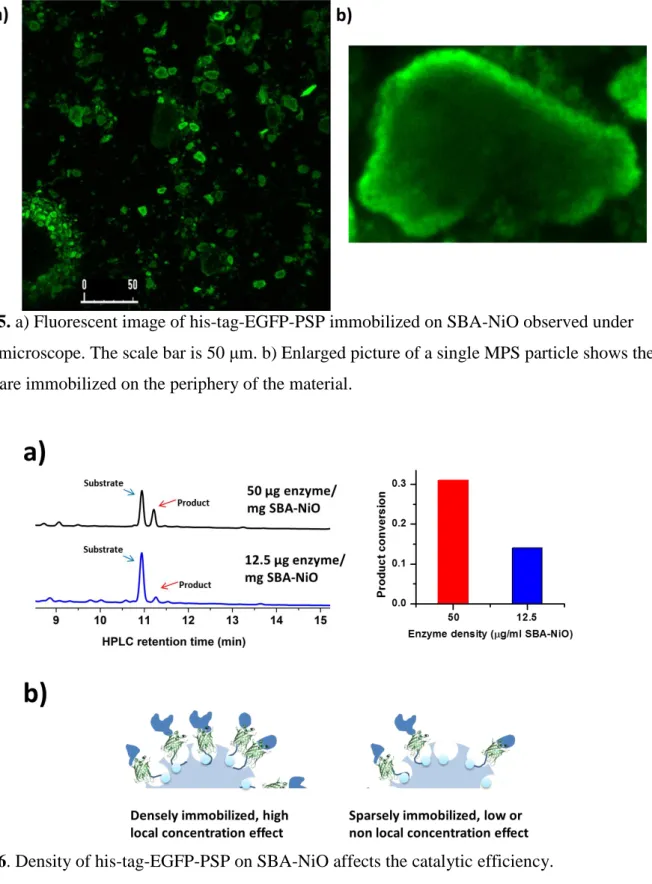 Figure S5. a) Fluorescent image of his-tag-EGFP-PSP immobilized on SBA-NiO observed under  confocal microscope