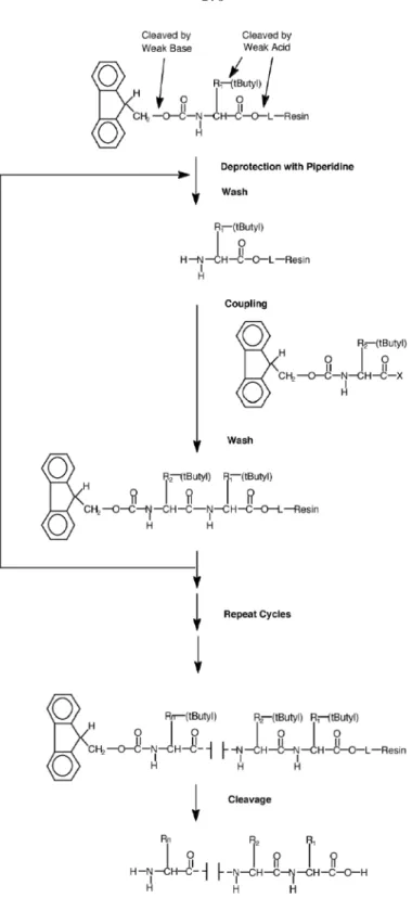 Figure 7.3: Fmoc peptide synthesis chemistry. In each synthesis cycle, the terminal Fmoc protecting group is removed from the growing peptide chain by piperidine, and an Fmoc-protected, activated amino acid is then coupled to the newly exposed amine