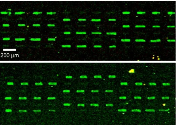 Figure 7.5: Hybridization to an array printed by stainless steel trench pens. Two 10-mer probe sequences were spotted onto a glass substrate with our microfabricated trench pen in an alternating fashion.