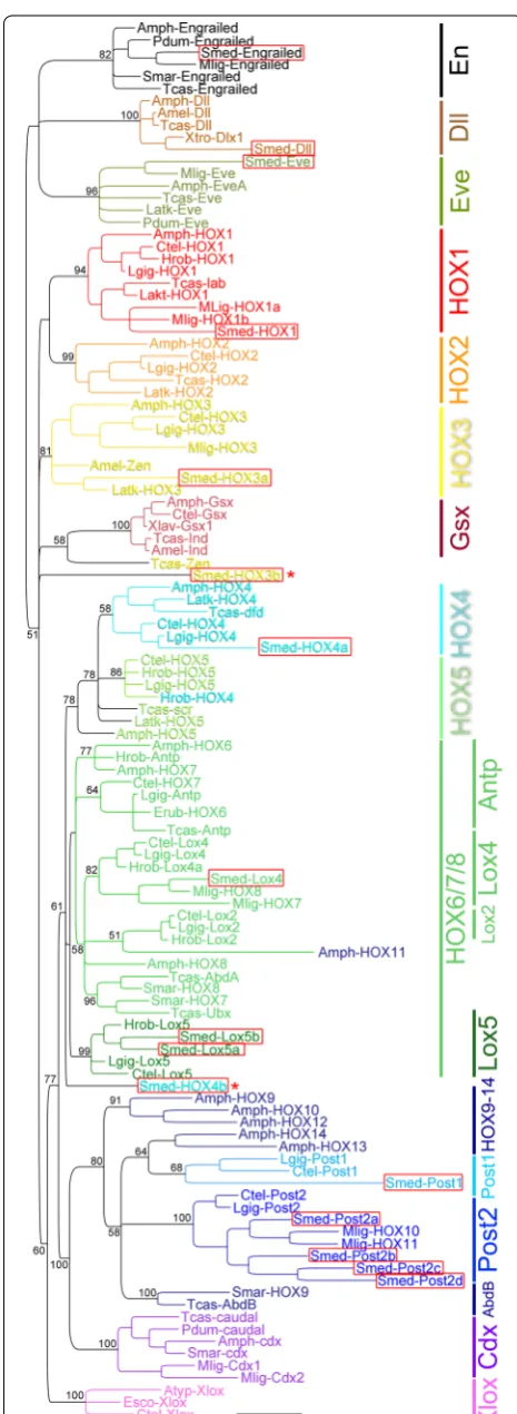 Fig. 1 HOX complement and phylogenetic assignments in flatworm); Smar tia giganteaXtro hemichordate); Esco S